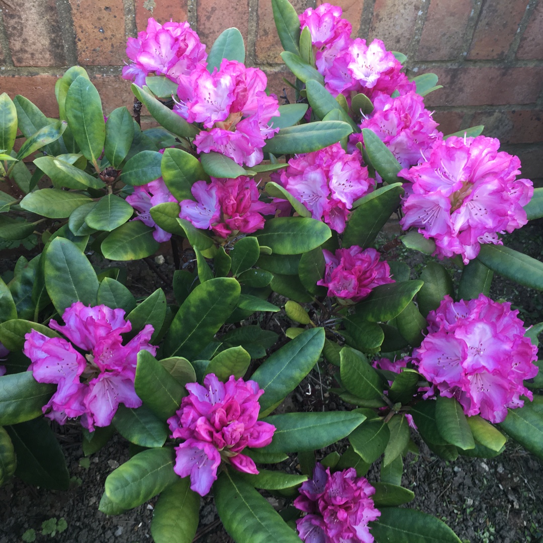 Rhododendron yakushimanum Purple in the GardenTags plant encyclopedia Rhododendron Purple in the GardenTags plant encyclopedia