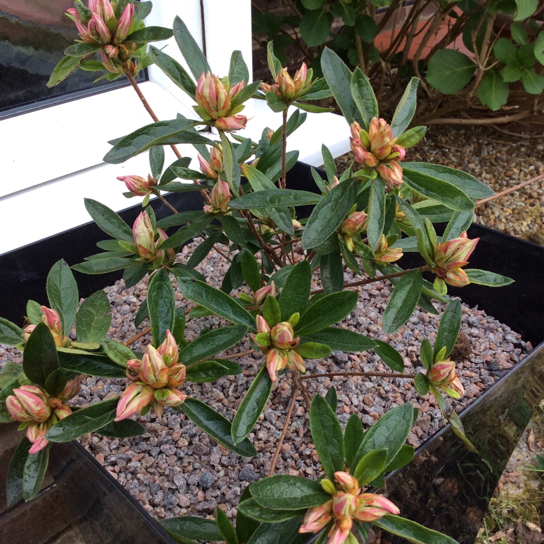 Rhododendron Pink Spider in the GardenTags plant encyclopedia Azalea Pink Spider in the GardenTags plant encyclopedia