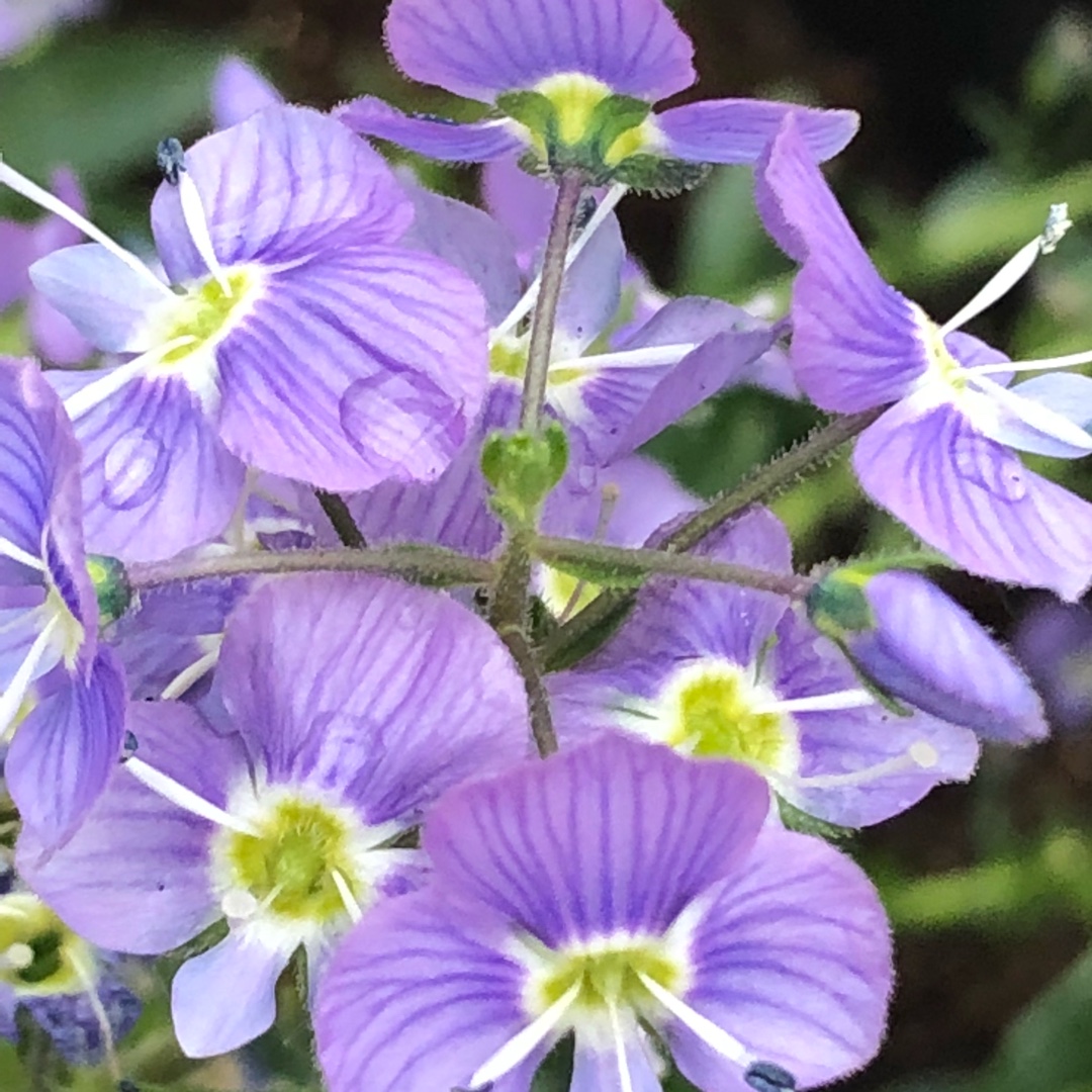 Veronica gentianoides Mountain Breeze syn. Veronica kemulariae Mountain Breeze in the GardenTags plant encyclopedia Gentian Speedwell Mountain Breeze in the GardenTags plant encyclopedia