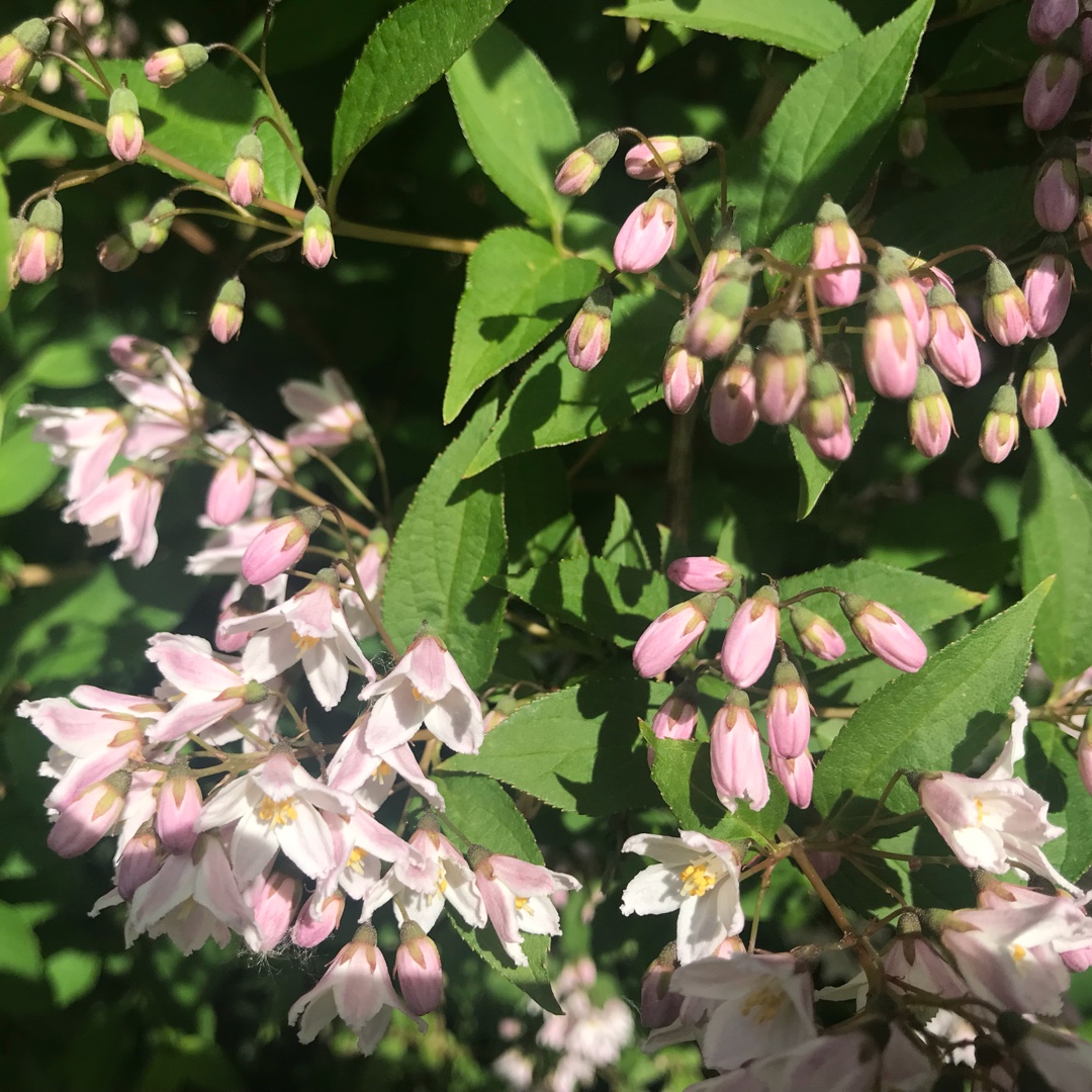 Deutzia x kalmiiflora in the GardenTags plant encyclopedia Deutzia kalmiiflora in the GardenTags plant encyclopedia