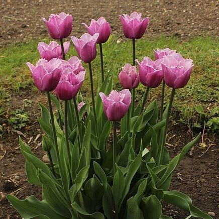 Tulipa Blue Heron in the GardenTags plant encyclopedia Tulip Blue Heron (Fringed) in the GardenTags plant encyclopedia