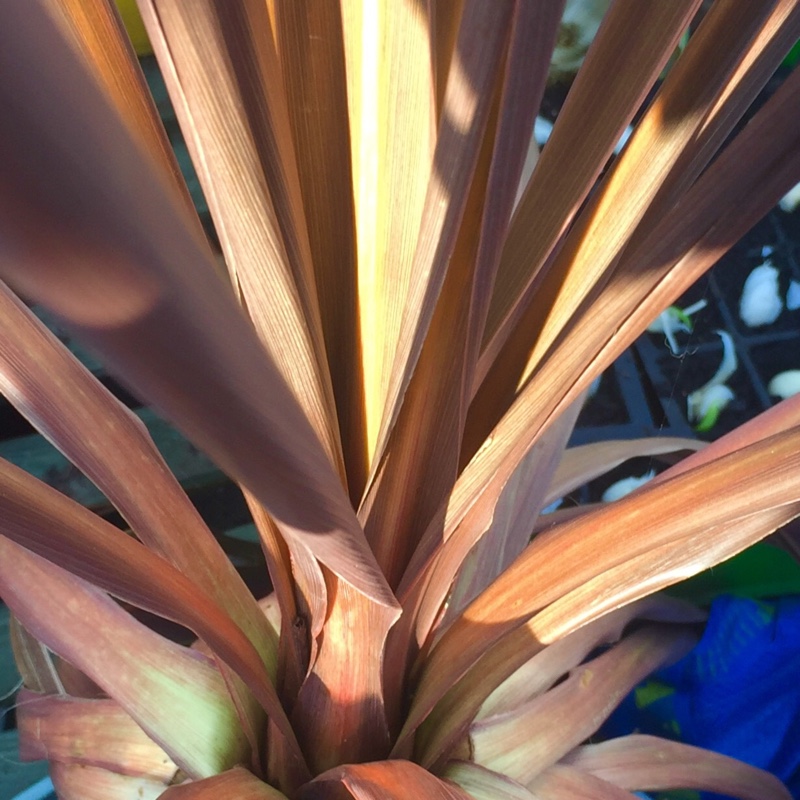 Cordyline australis Black Night in the GardenTags plant encyclopedia Cabbage Palm Black Night in the GardenTags plant encyclopedia