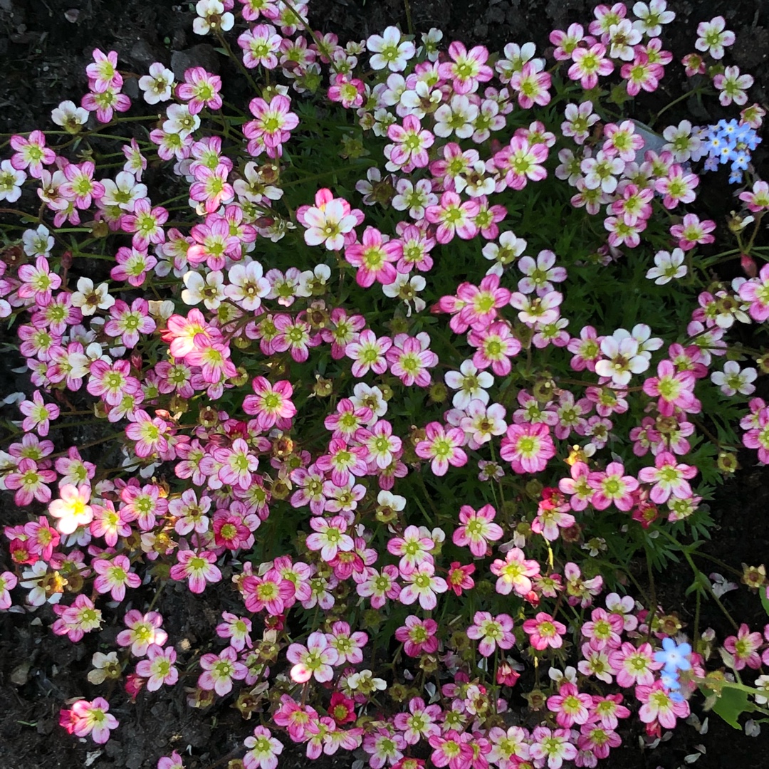 Saxifraga Pink in the GardenTags plant encyclopedia Mossy Saxifrage Pink in the GardenTags plant encyclopedia