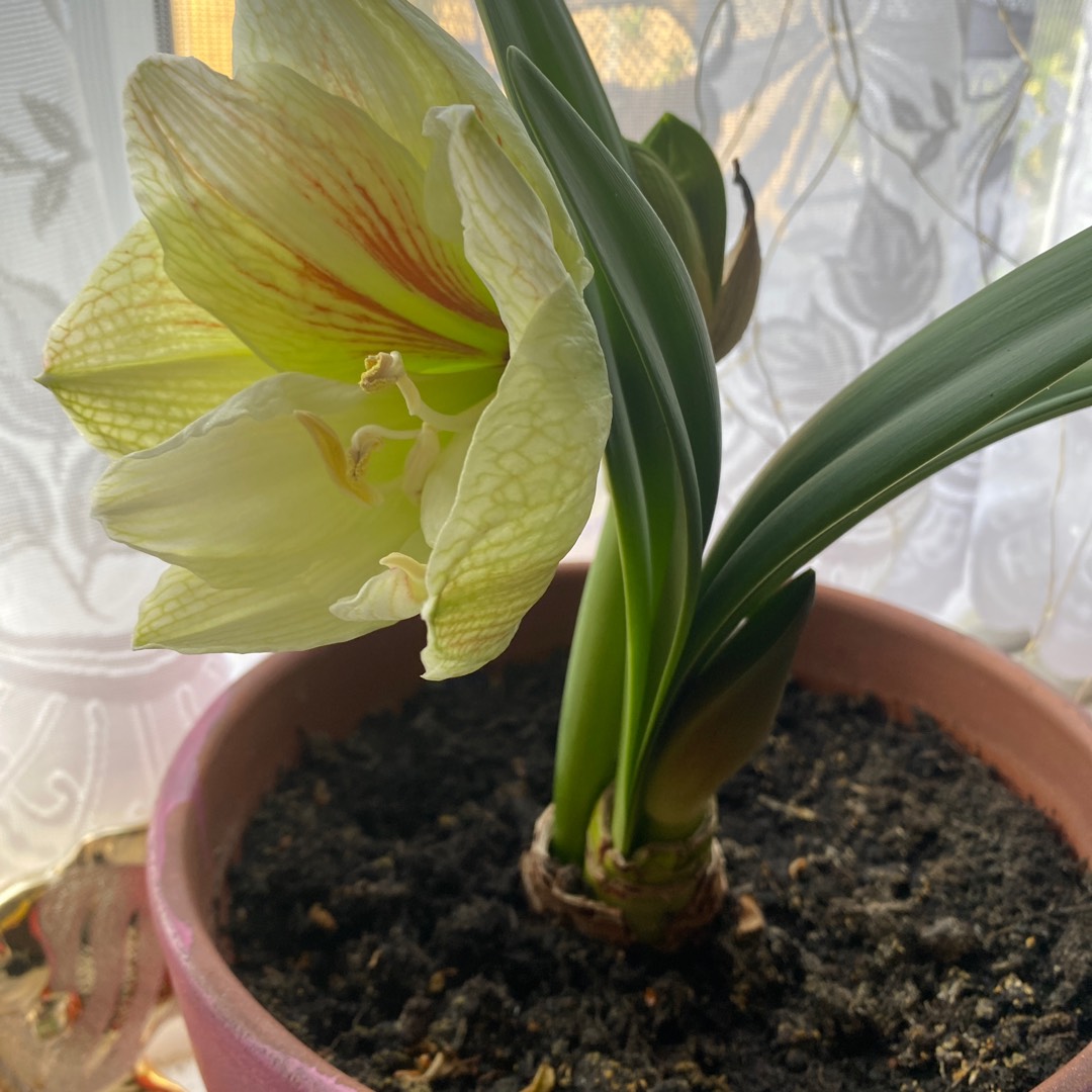 Hippeastrum (Double Galaxy Group) Nymph in the GardenTags plant encyclopedia Hippeastrum Nymph in the GardenTags plant encyclopedia