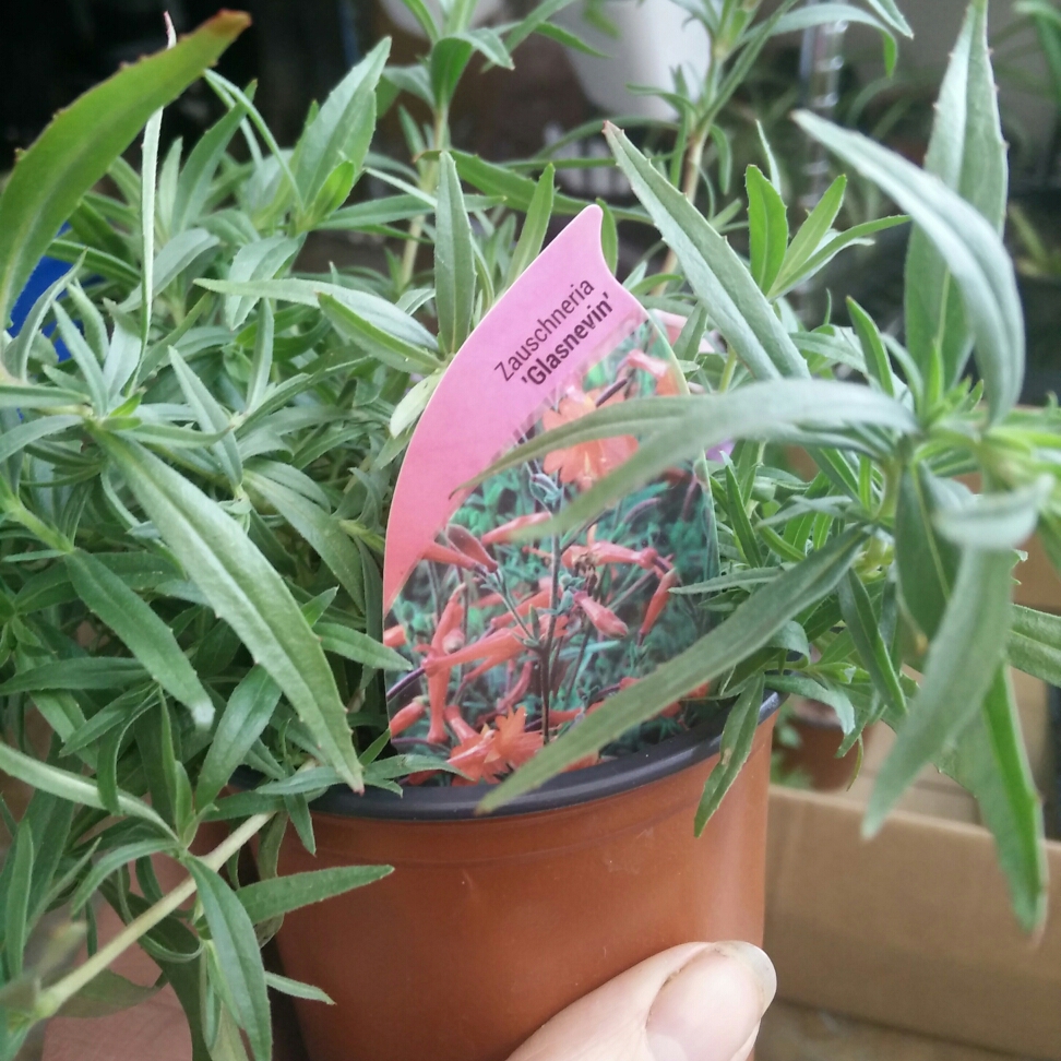 Zauschneria californica Glasnevin in the GardenTags plant encyclopedia California fuchsia Glasnevin in the GardenTags plant encyclopedia