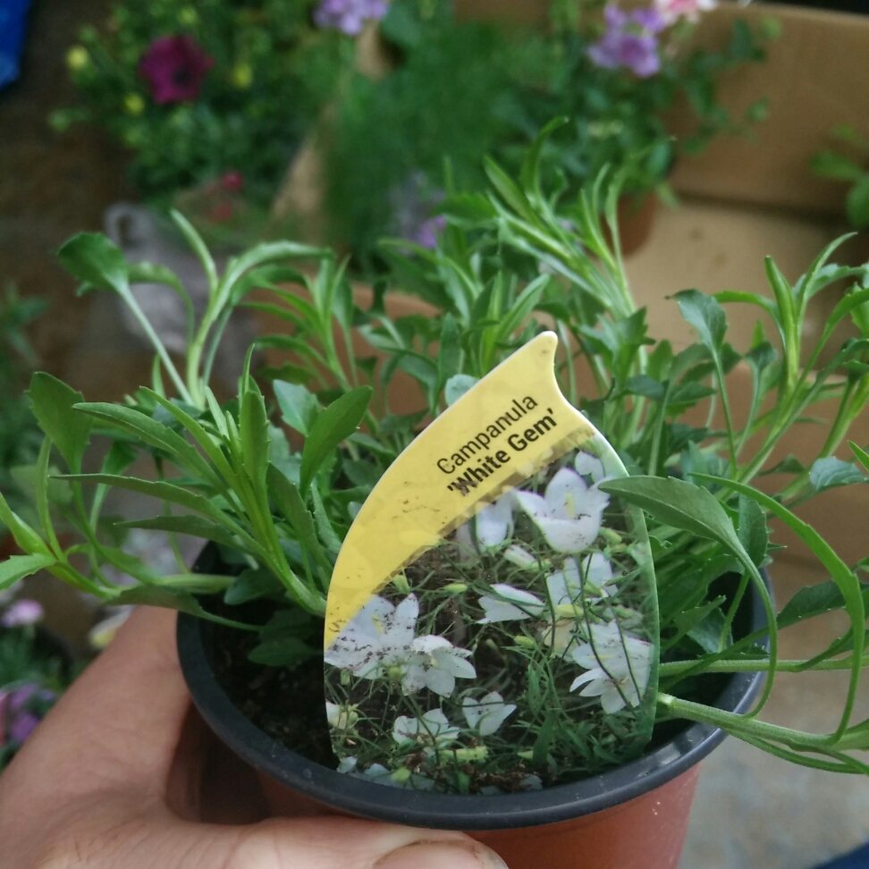 Campanula rotundifolia White Gem in the GardenTags plant encyclopedia Bellflower White Gem in the GardenTags plant encyclopedia