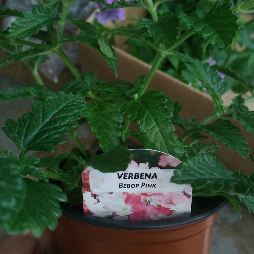 Verbena Bebop Pink in the GardenTags plant encyclopedia Verbena Bebop Pink in the GardenTags plant encyclopedia