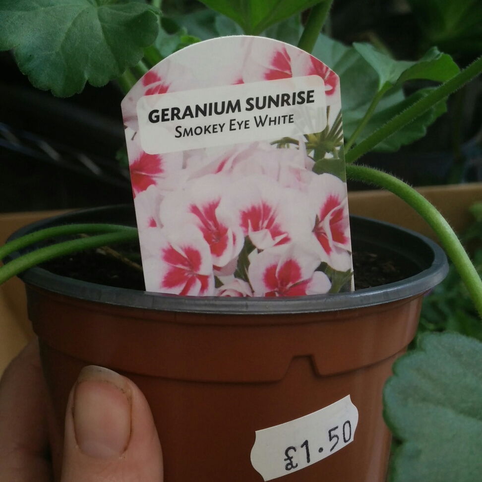 Pelargonium Klepz17487 (Sunrise Series) syn. Pelargonium Sunrise Smokey Eye White in the GardenTags plant encyclopedia Pelargonium Sunrise Smokey Eye White (Zonal) in the GardenTags plant encyclopedia