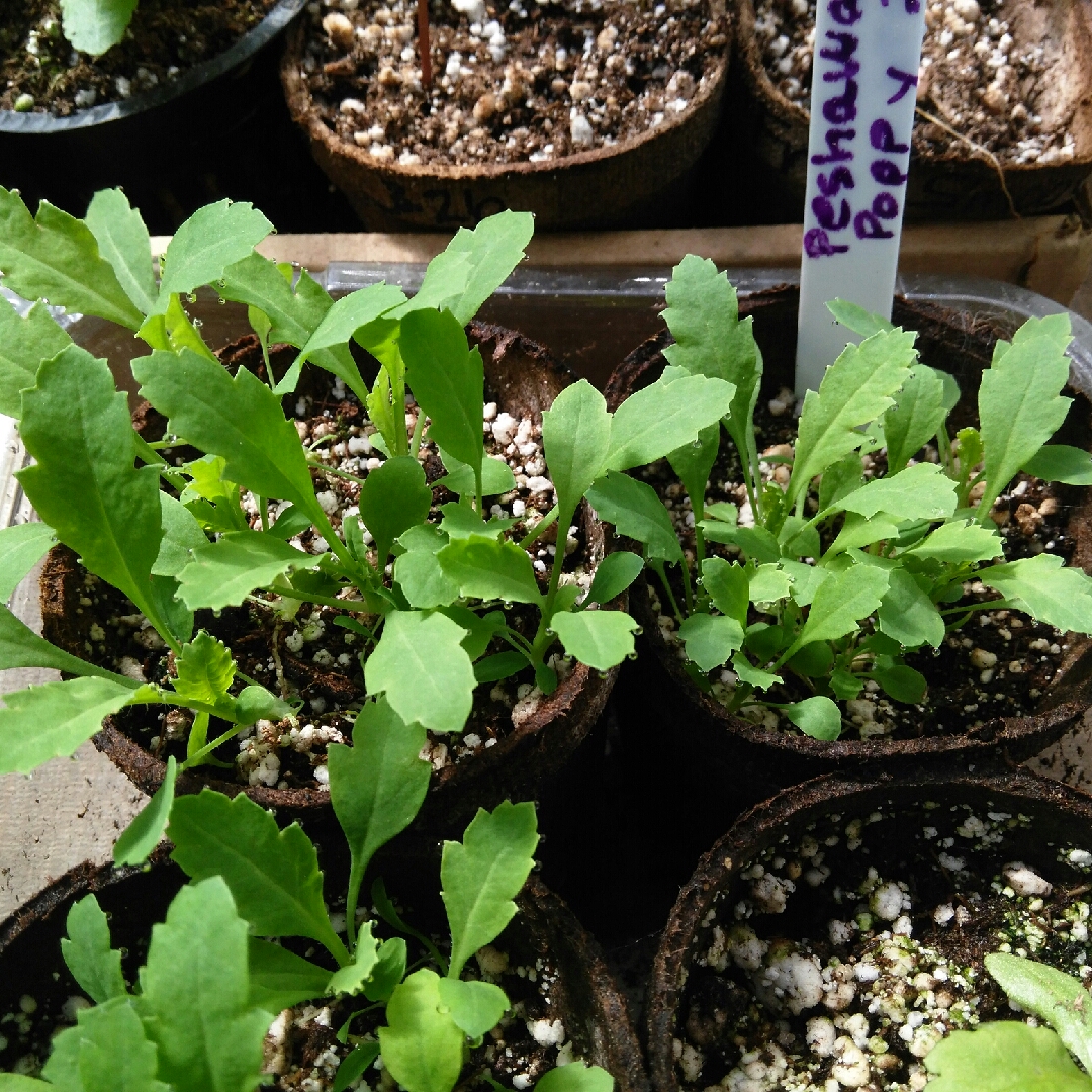 Papaver somniferum Peshawar White in the GardenTags plant encyclopedia Opium Poppy Peshawar White in the GardenTags plant encyclopedia