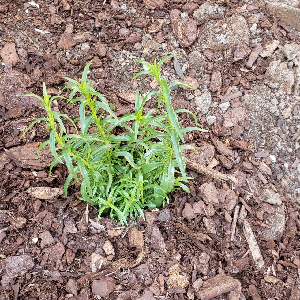 Penstemon x mexicali Carillo Red in the GardenTags plant encyclopedia Beardtongue Carillo Red in the GardenTags plant encyclopedia