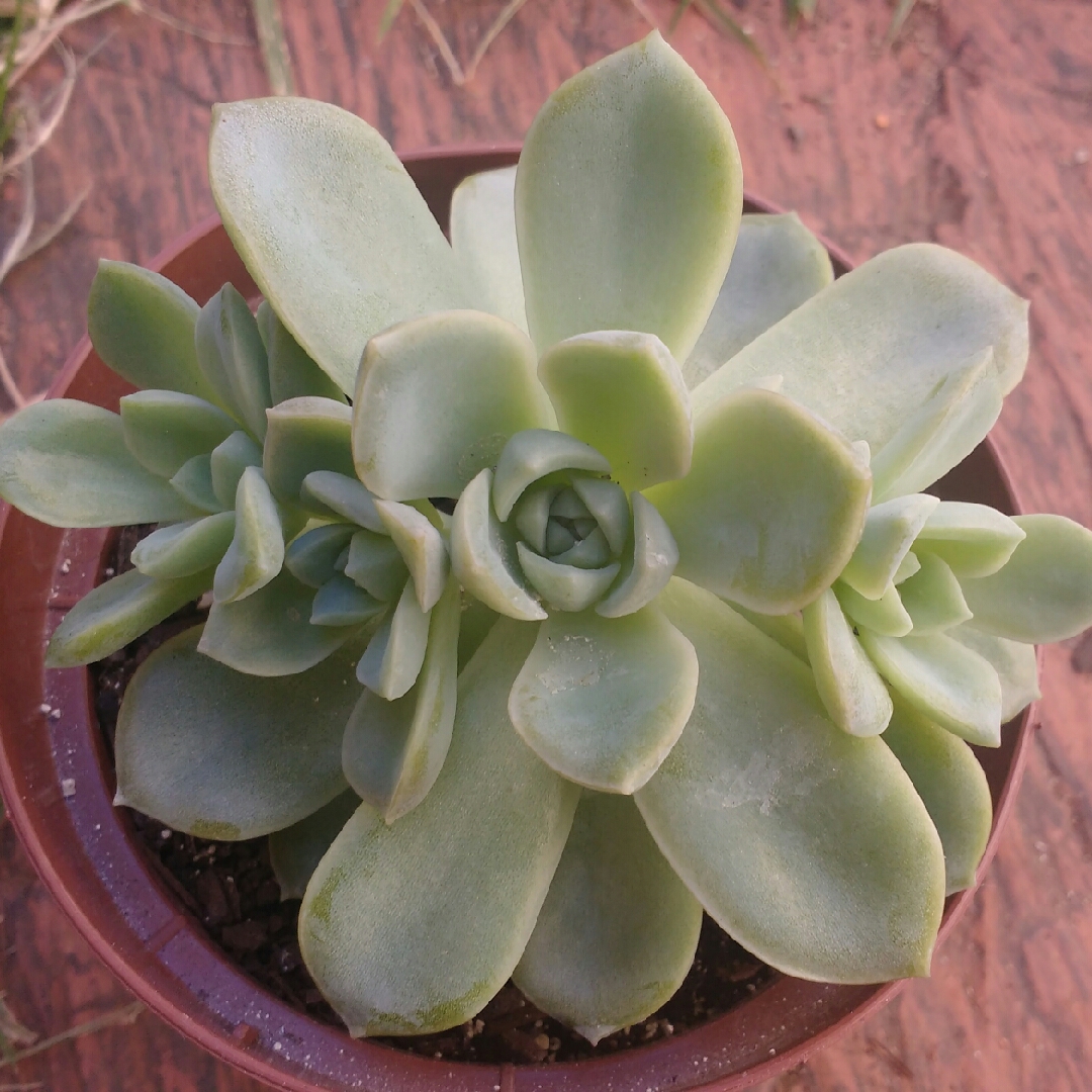 Echeveria White Gilva in the GardenTags plant encyclopedia Echeveria White Gilva in the GardenTags plant encyclopedia