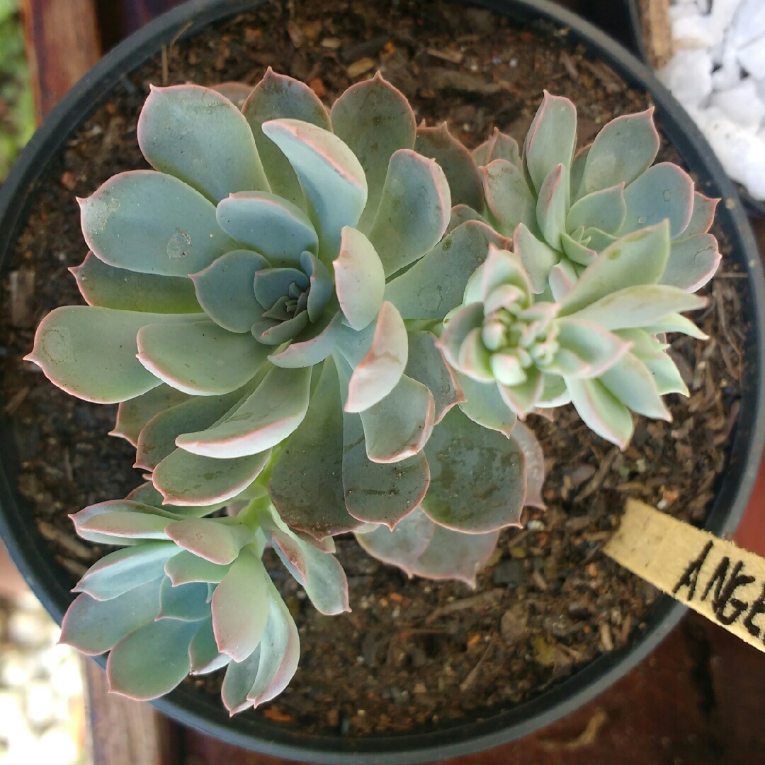 Echeveria Angel in the GardenTags plant encyclopedia Echeveria Angel in the GardenTags plant encyclopedia