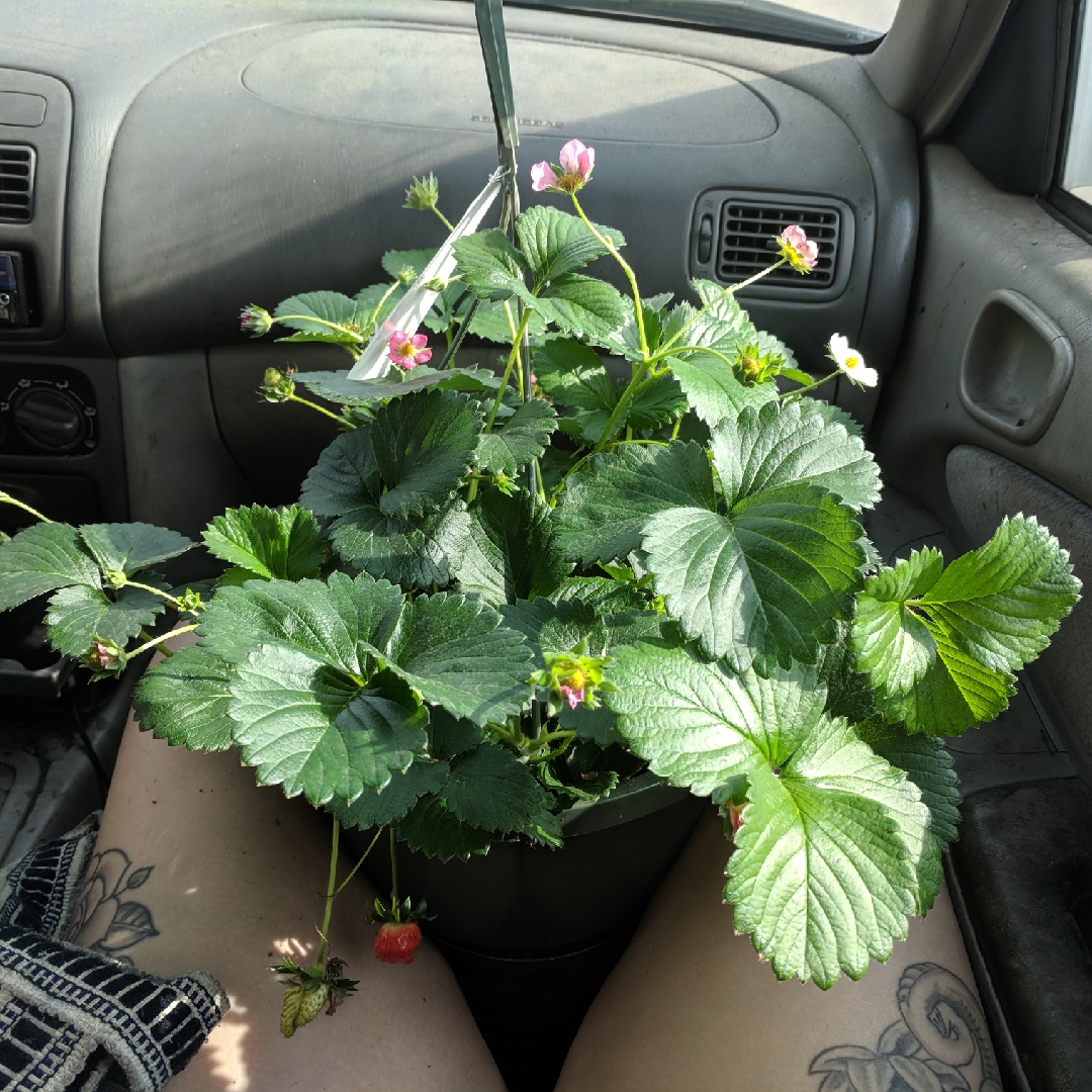 Fragaria x ananassa Frisan in the GardenTags plant encyclopedia Strawberry Frisan in the GardenTags plant encyclopedia