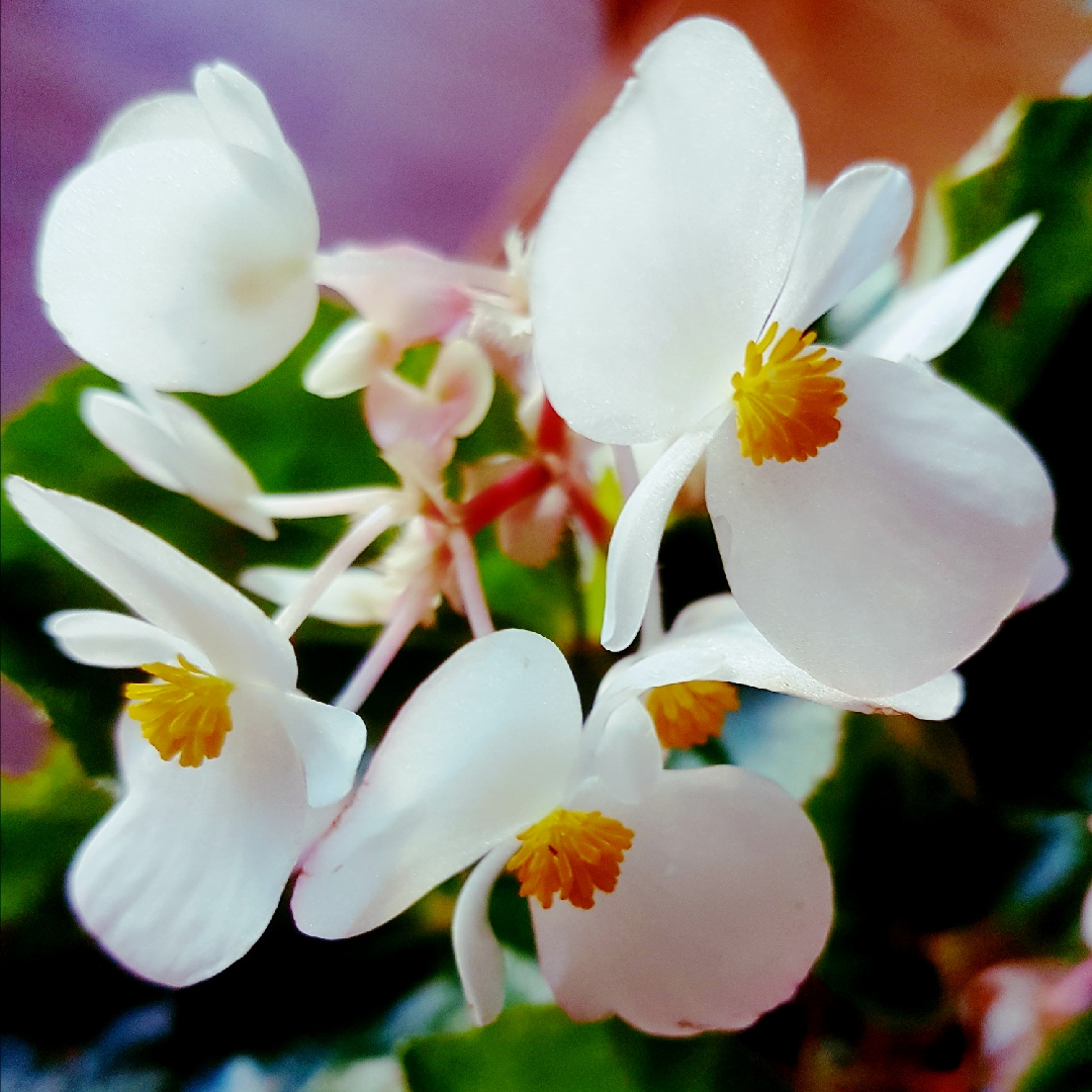 Begonia x hybrida Dragon Wing White in the GardenTags plant encyclopedia Begonia Dragon Wing White in the GardenTags plant encyclopedia