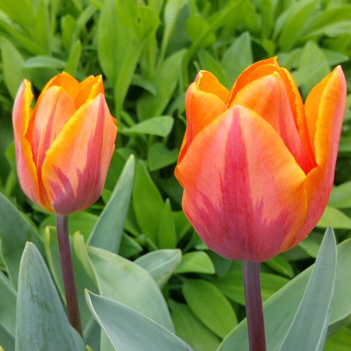 Tulipa Hermitage in the GardenTags plant encyclopedia Tulip Hermitage (Triumph) in the GardenTags plant encyclopedia