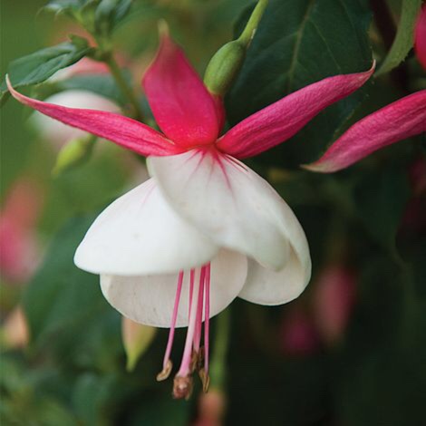 Fuchsia Beauty Queen in the GardenTags plant encyclopedia Fuchsia Beauty Queen in the GardenTags plant encyclopedia