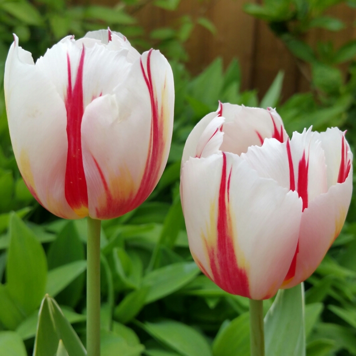 Tulipa Sorbet in the GardenTags plant encyclopedia Tulip Sorbet (Single Late) in the GardenTags plant encyclopedia