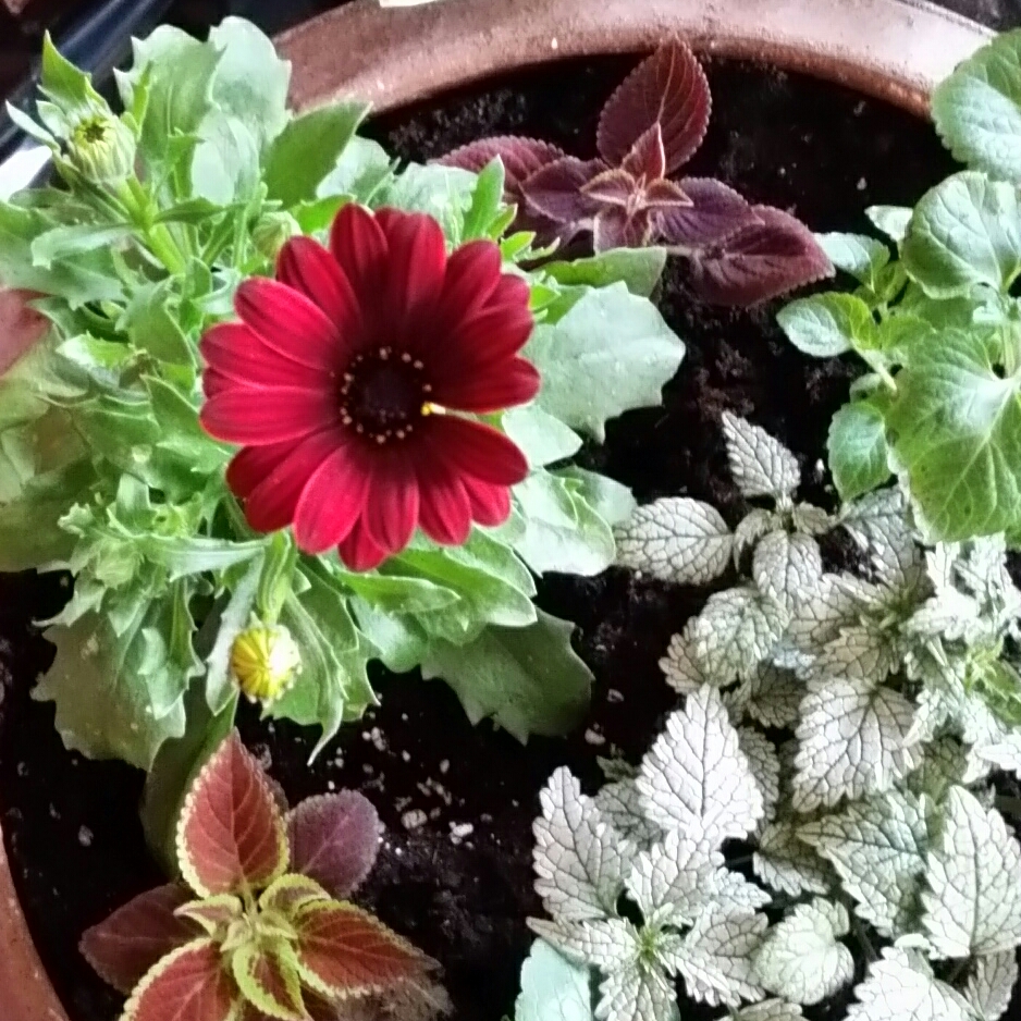 Osteospermum Ecklonis Serenity Red in the GardenTags plant encyclopedia African Daisy Red in the GardenTags plant encyclopedia