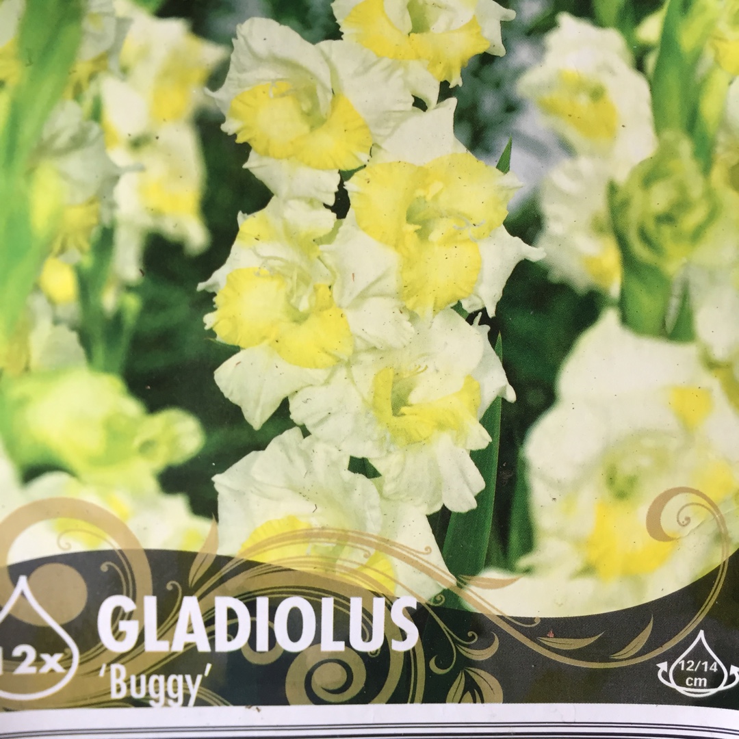 Gladiolus Buggy in the GardenTags plant encyclopedia Gladioli Buggy (Small-flowered) in the GardenTags plant encyclopedia