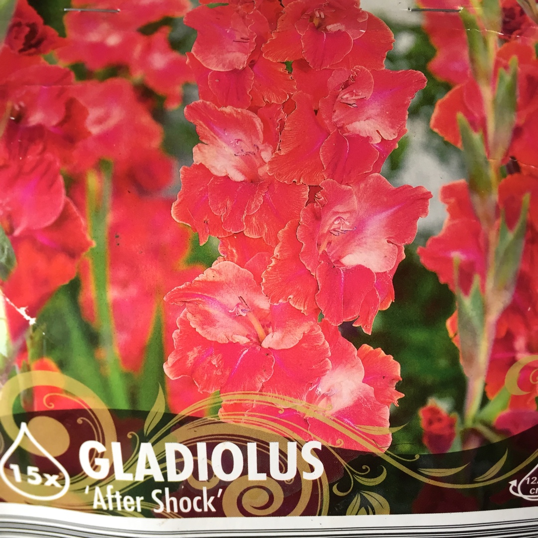Gladiolus After Shock in the GardenTags plant encyclopedia Gladioli After Shock in the GardenTags plant encyclopedia