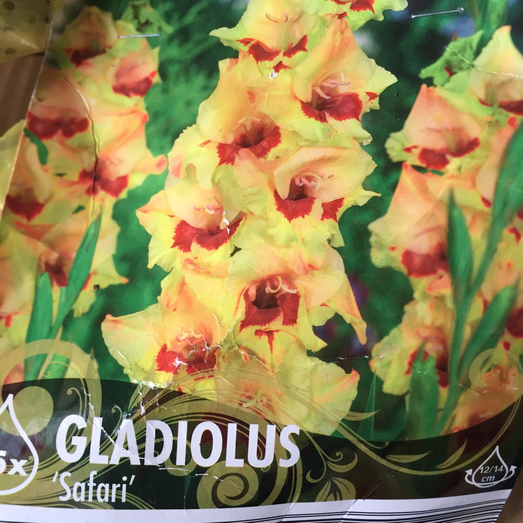 Gladiolus Safari in the GardenTags plant encyclopedia Gladioli Safari (Nanus) in the GardenTags plant encyclopedia