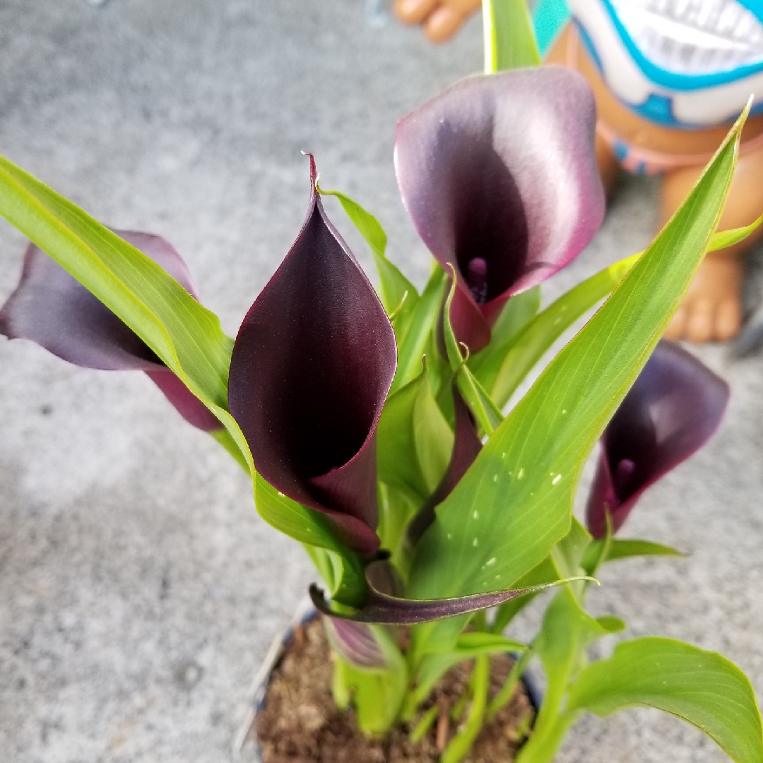 Zantedeschia 'Odessa', Calla Lily 'Odessa' in GardenTags plant encyclopedia