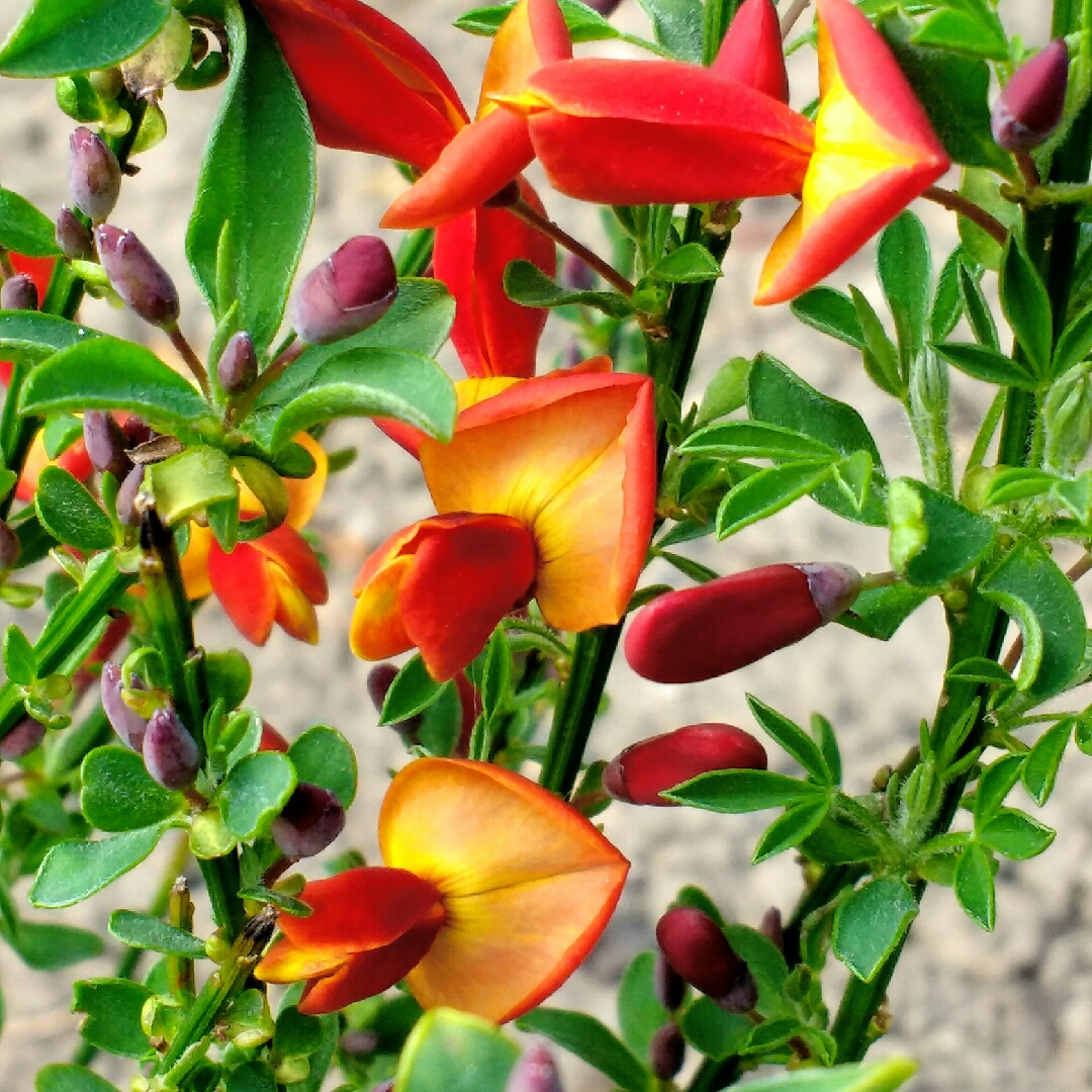 Cytisus x praecox in the GardenTags plant encyclopedia Warminster Broom in the GardenTags plant encyclopedia