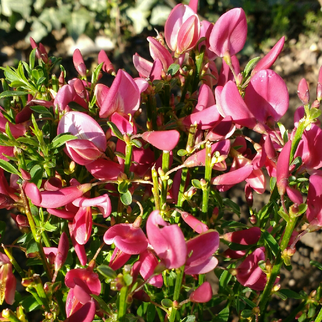 Cytisus x boskoopii Hollandia syn. Cytisus Hollandia in the GardenTags plant encyclopedia Broom Hollandia in the GardenTags plant encyclopedia
