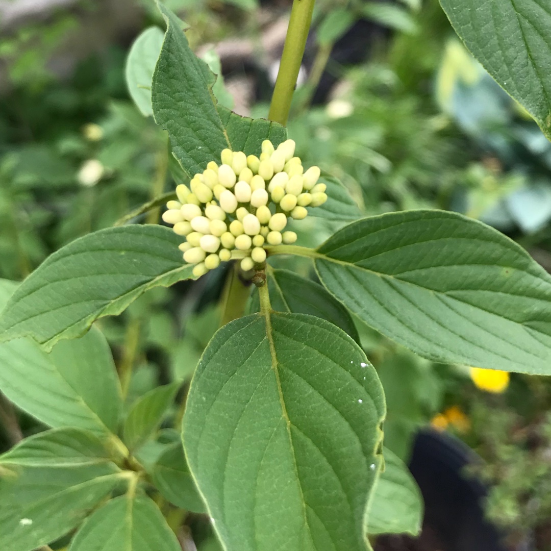 Red Osier Dogwood Cardinal in the GardenTags plant encyclopedia