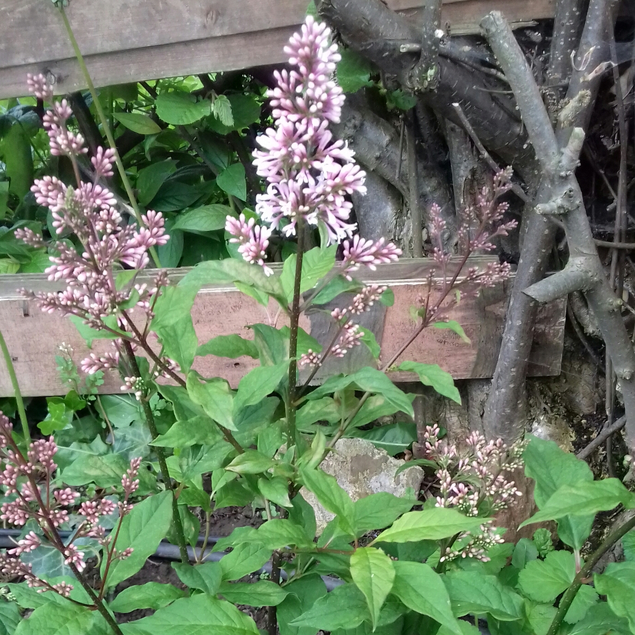 Syringa x prestoniae Miss Japan syn. Syringa Miss Japan in the GardenTags plant encyclopedia Lilac Miss Japan in the GardenTags plant encyclopedia