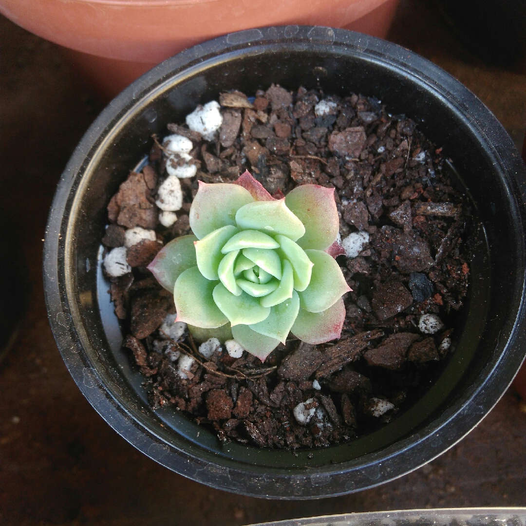 xGraptoveria Jadeíta in the GardenTags plant encyclopedia Graptoveria Jadeíta in the GardenTags plant encyclopedia