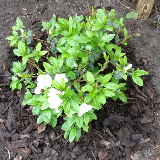 Rhododendron Pleasant White in the GardenTags plant encyclopedia Evergreen Azalea Pleasant White in the GardenTags plant encyclopedia