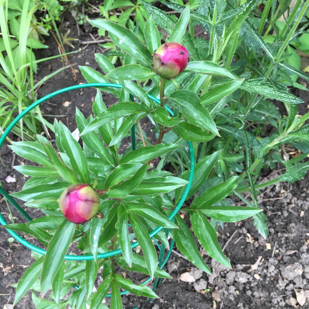 Peony Inspecteur Lavergne (Herbaceous) in the GardenTags plant encyclopedia