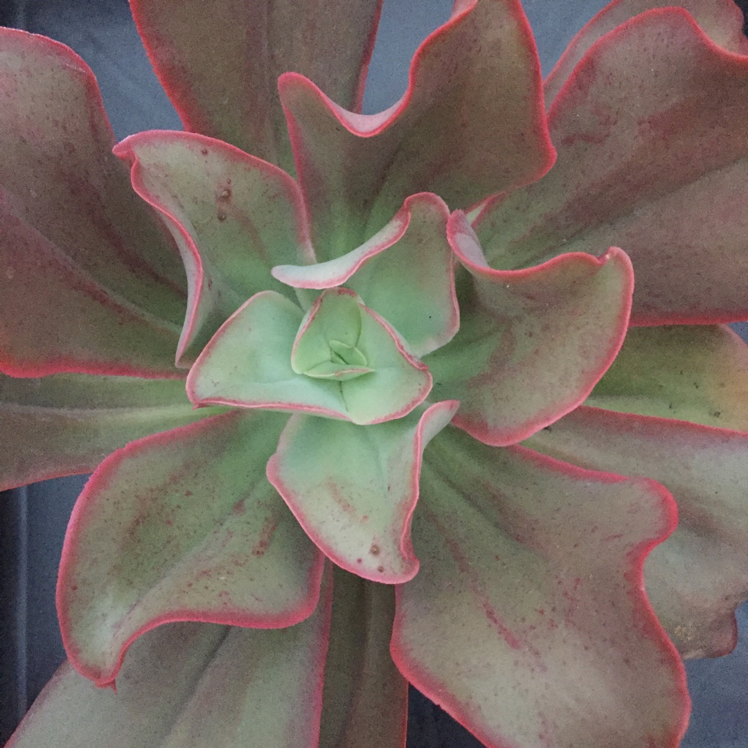 Echeveria Kissing in the GardenTags plant encyclopedia Echeveria Kissing in the GardenTags plant encyclopedia