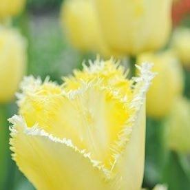 Tulipa Laverock in the GardenTags plant encyclopedia Tulip Laverock (Fringed) in the GardenTags plant encyclopedia