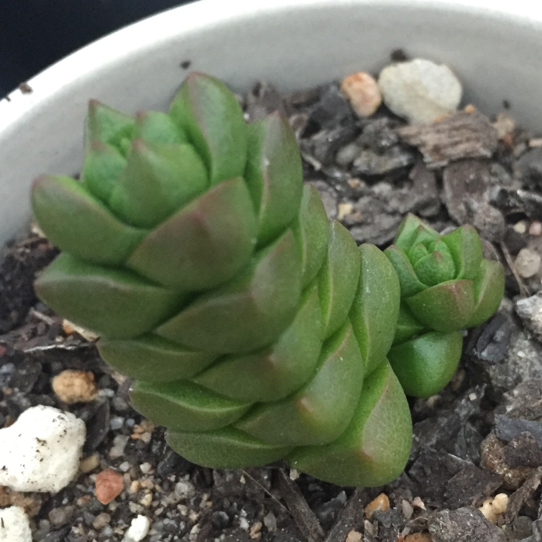 Crassula marchandii in the GardenTags plant encyclopedia Crassula marchandii in the GardenTags plant encyclopedia