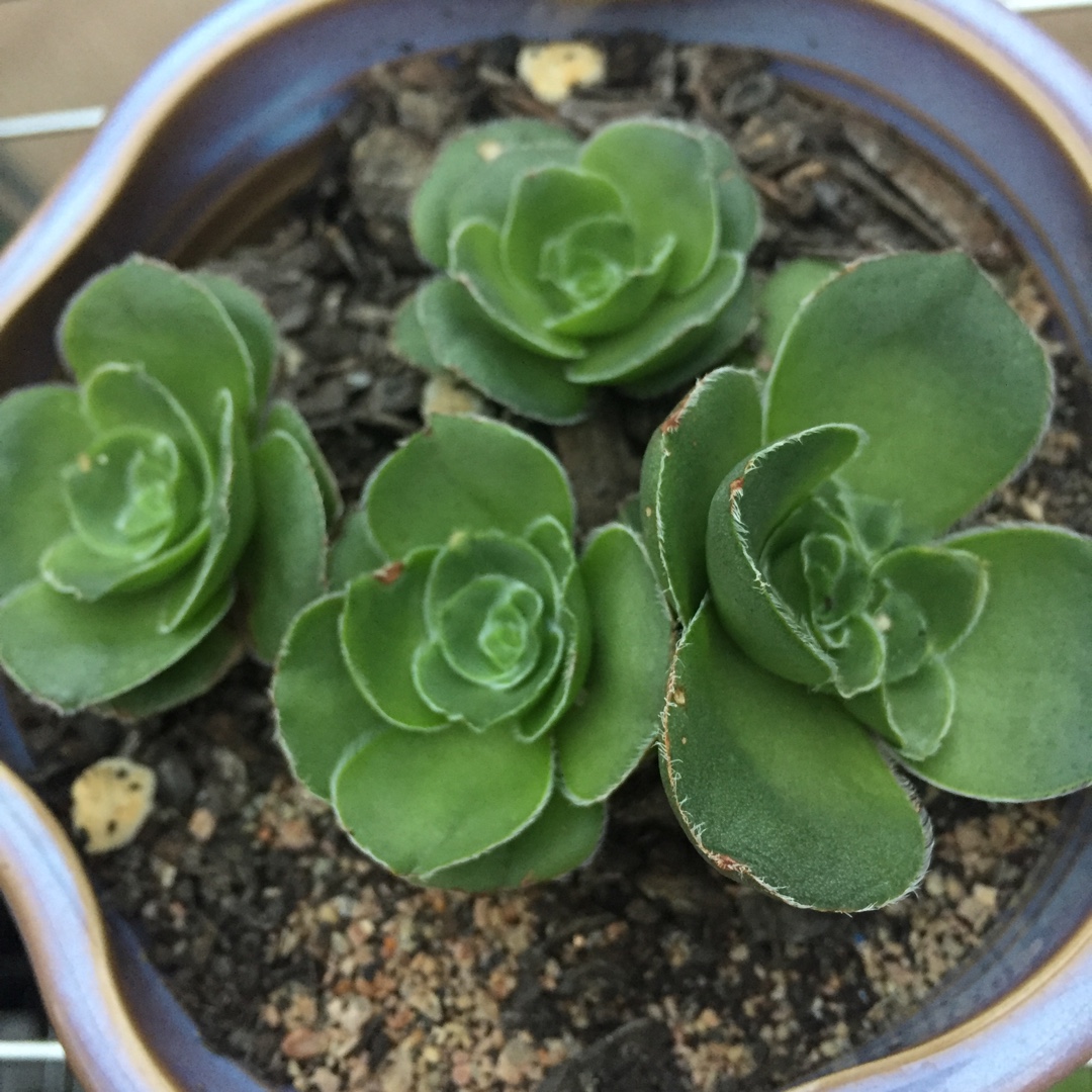 Crassula Roger Jones in the GardenTags plant encyclopedia Crassula Roger Jones in the GardenTags plant encyclopedia