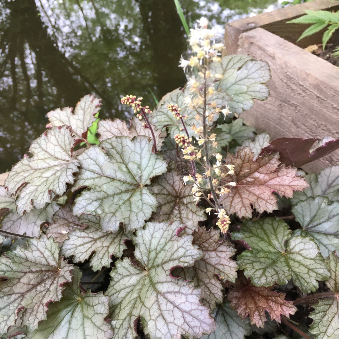 x Heucherella Cracked Ice in the GardenTags plant encyclopedia Foamy Bells Cracked Ice in the GardenTags plant encyclopedia