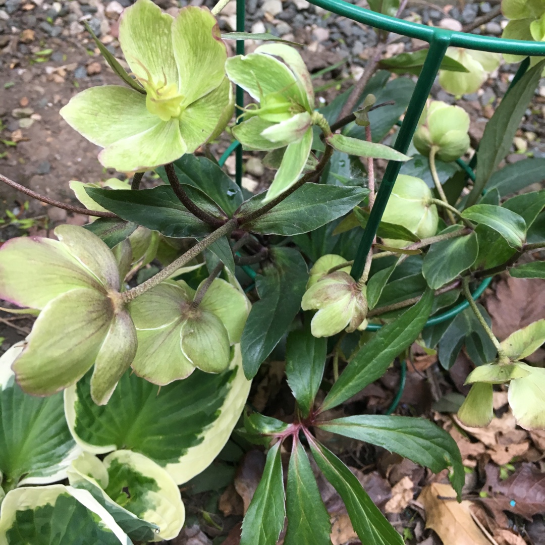 Helleborus Epb 31 (Frostkiss Series) syn. Helleborus (Rodney Davey Marbled Group) Cheryls Shine in the GardenTags plant encyclopedia Hellebore Cheryls Shine in the GardenTags plant encyclopedia