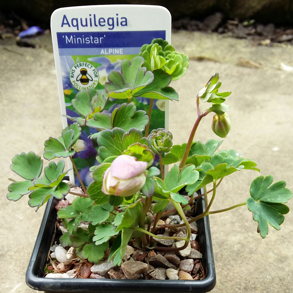 Aquilegia flabellata Mini-Star in the GardenTags plant encyclopedia Columbine Mini-Star in the GardenTags plant encyclopedia