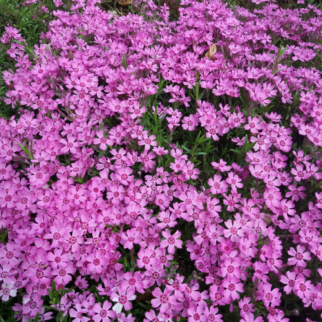 Phlox Zwergenteppich in the GardenTags plant encyclopedia Alpine Phlox Zwergenteppich in the GardenTags plant encyclopedia