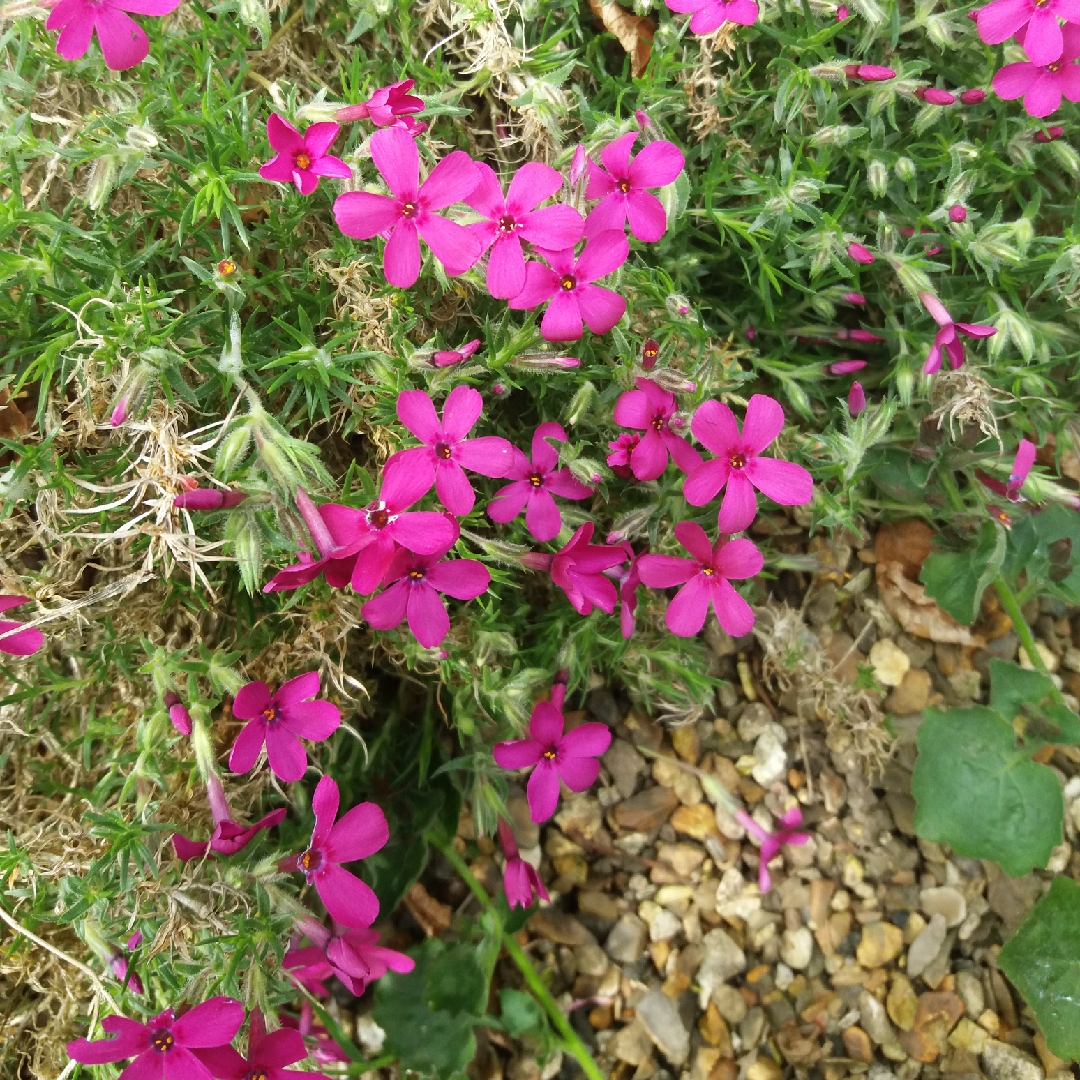 Phlox douglasii Oxen Blood in the GardenTags plant encyclopedia Phlox Oxen Blood in the GardenTags plant encyclopedia