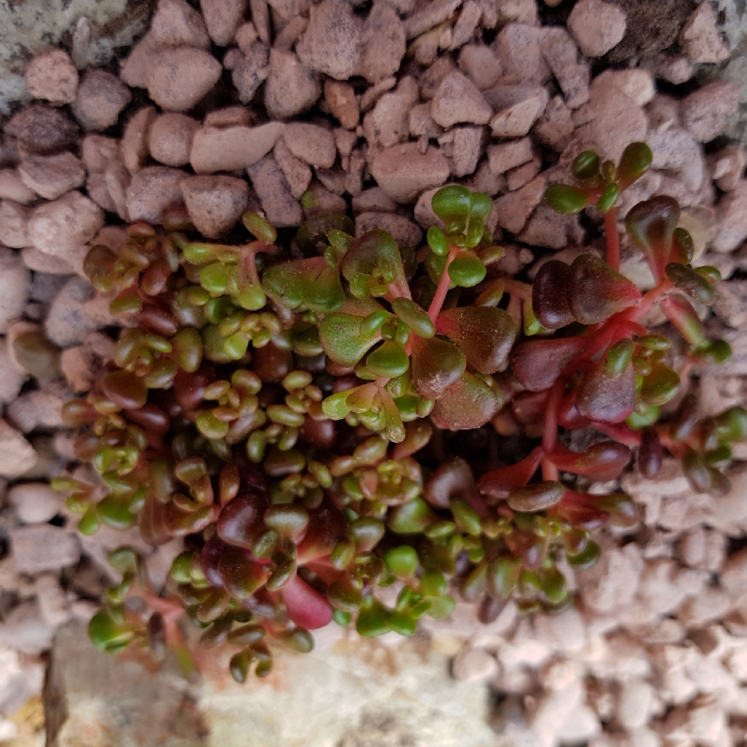 Sedum oreganum tenue Procumbens in the GardenTags plant encyclopedia Sedum tenue Procumbens in the GardenTags plant encyclopedia