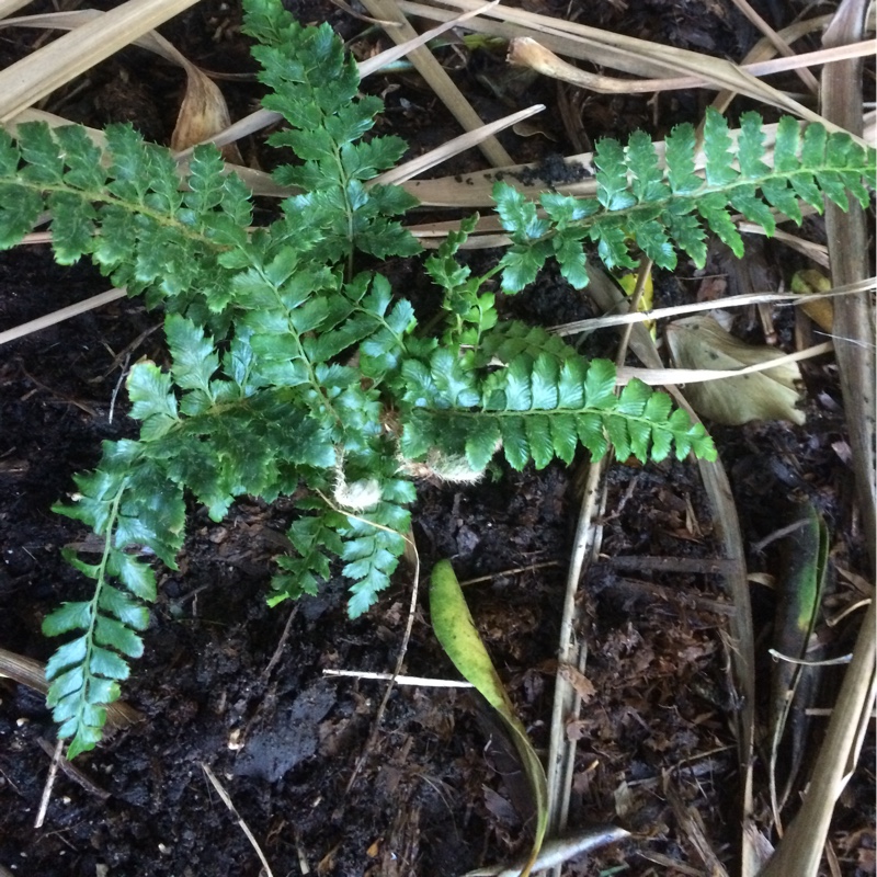 Polypodium cambricum Cambricum syn. Polypodium australe Cambricum in the GardenTags plant encyclopedia Welsh polypody Cambricum in the GardenTags plant encyclopedia