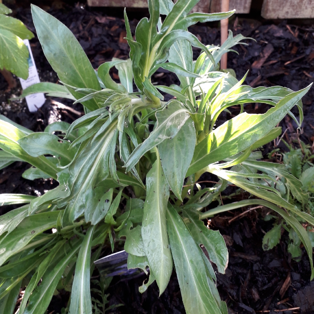 Scabiosa caucasica Goldingensis in the GardenTags plant encyclopedia Scabious Goldingensis in the GardenTags plant encyclopedia