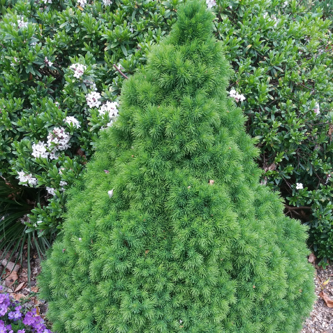 Picea glauca var. albertiana Laurin in the GardenTags plant encyclopedia Alberta Spruce Laurin in the GardenTags plant encyclopedia