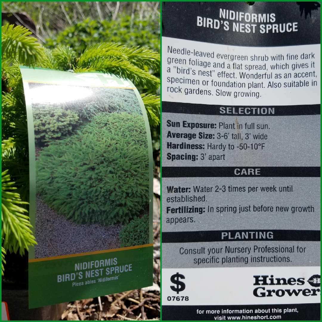 Picea abies Nidiformis in the GardenTags plant encyclopedia Norway Spruce Nidiformis in the GardenTags plant encyclopedia