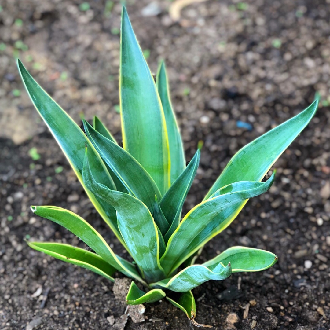 Agave desmettiana El Miradores Gold in the GardenTags plant encyclopedia Agave El Miradores Gold in the GardenTags plant encyclopedia