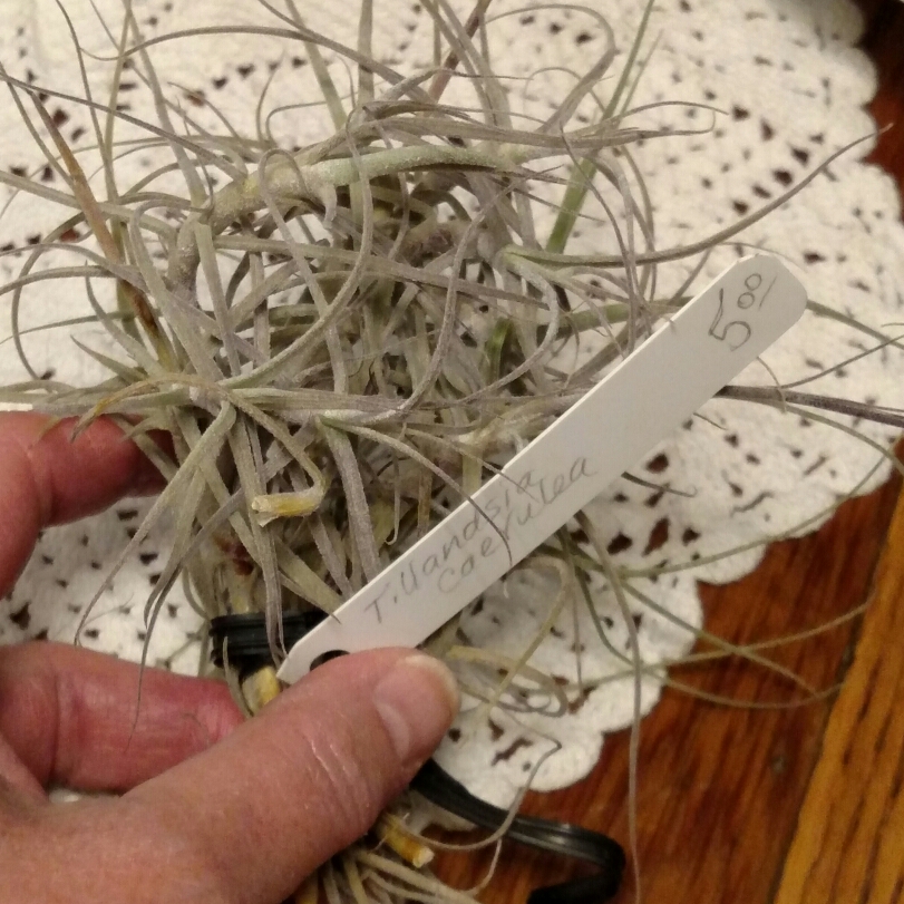 Tillandsia caerulea in the GardenTags plant encyclopedia Airplant (Species) Tillandsia caerulea in the GardenTags plant encyclopedia