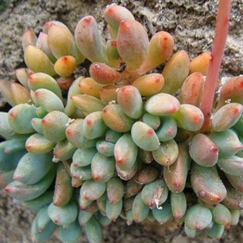 Echeveria Amoena in the GardenTags plant encyclopedia Echeveria Amoena in the GardenTags plant encyclopedia